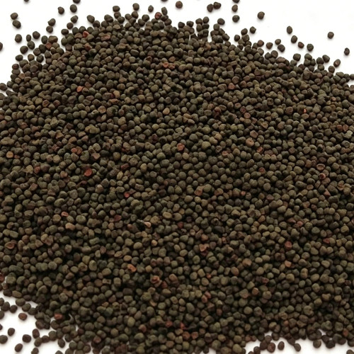 Red Flowered Rose Campion Seeds | Lychnis coronaria | Perennial Red Cut Flower