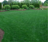 Premium Midnight Kentucky Bluegrass Seeds | Poa pratensis | Dark Green Cool Season Lawn Turf