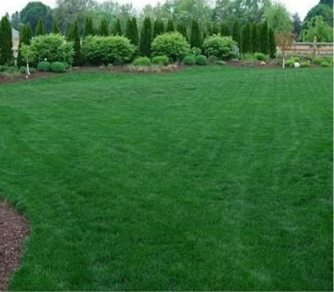 Premium Midnight Kentucky Bluegrass Seeds | Poa pratensis | Dark Green Cool Season Lawn Turf