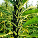 'Hangtian Bawangbian' White Sesame Seeds | Sesamum indicum, High Yield Drought Tolerant Oil Crop