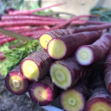 Purple Carrot F1 Seeds - Daucus carota sativus, Anthocyanin-Rich, Yellow Core Purple Root Vegetable