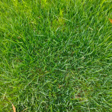 Turf-Type Tall Fescue Seeds - Festuca arundinacea, Low-Maintenance Ornamental Lawn Grass