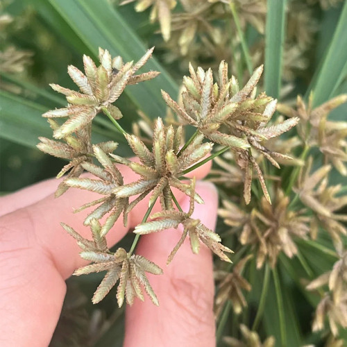 Umbrella Sedge Seeds - Cyperus alternifolius, Perennial Wetland Ornamental for Rain Garden & Pond Plant