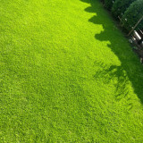 Creeping Bentgrass Seeds | Agrostis stolonifera | Low Growing No Mow Golf & Villa Turf