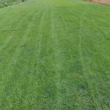Creeping Bentgrass Seeds | Agrostis stolonifera | Low Growing No Mow Golf & Villa Turf