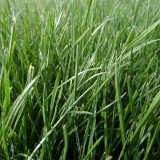 Turf-Type Tall Fescue Seeds - Festuca arundinacea, Low-Maintenance Ornamental Lawn Grass