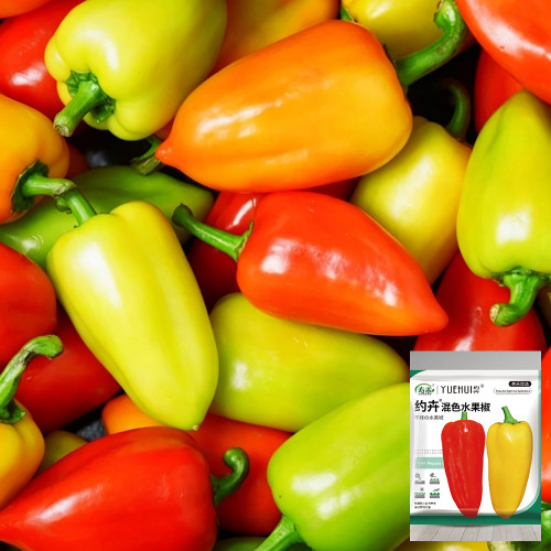 Capsicum annuum 'Fruit Sweet Pepper' Seeds | Non-Spicy Crunchy Raw Edible Pepper