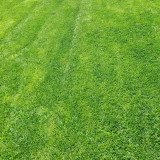 Creeping Bentgrass Seeds | Agrostis stolonifera | Low Growing No Mow Golf & Villa Turf
