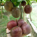 Mixed Purple & Yellow Passion Fruit Seeds - Passiflora edulis, Sweet-Tart Tropical Fruit for Home Garden