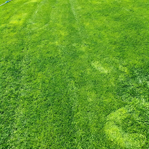 Creeping Bentgrass Seeds | Agrostis stolonifera | Low Growing No Mow Golf & Villa Turf