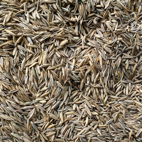 Turf-Type Tall Fescue Seeds - Festuca arundinacea, Low-Maintenance Ornamental Lawn Grass