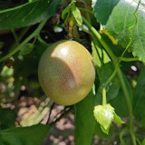Mixed Purple & Yellow Passion Fruit Seeds - Passiflora edulis, Sweet-Tart Tropical Fruit for Home Garden