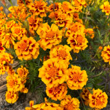 Dwarf French Marigold Seeds - Tagetes patula | Orange-Red with Golden Edge Double Bloom, Pollinator Friendly