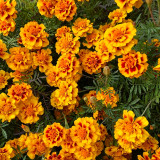 Dwarf French Marigold Seeds - Tagetes patula | Orange-Red with Golden Edge Double Bloom, Pollinator Friendly