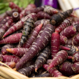 Purple Carrot F1 Seeds - Daucus carota sativus, Anthocyanin-Rich, Yellow Core Purple Root Vegetable