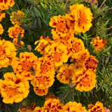 Dwarf French Marigold Seeds - Tagetes patula | Orange-Red with Golden Edge Double Bloom, Pollinator Friendly