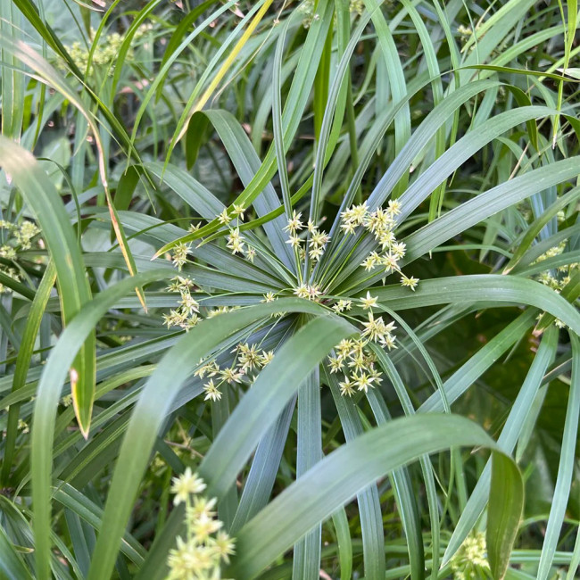 Umbrella Sedge Seeds - Cyperus alternifolius, Perennial Wetland Ornamental for Rain Garden & Pond Plant