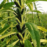 'Hangtian Bawangbian' White Sesame Seeds | Sesamum indicum, High Yield Drought Tolerant Oil Crop