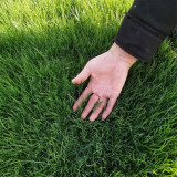 Turf-Type Tall Fescue Seeds - Festuca arundinacea, Low-Maintenance Ornamental Lawn Grass
