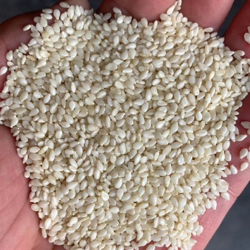'Hangtian Bawangbian' White Sesame Seeds | Sesamum indicum, High Yield Drought Tolerant Oil Crop