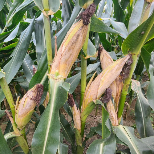 NK718 Corn Maize Hybrid Seeds - Zea mays, High-Yield Large Ear Maize, Lodging & Disease Resistant