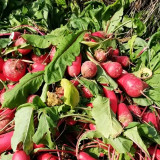 'Qishan Laobukang No.2' Water Radish Seeds - Raphanus sativus, Red Skin White Flesh Hybrid Variety, Easy to Cultivate