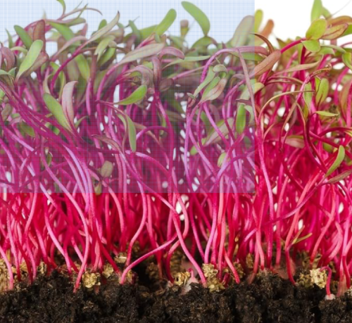 Rainbow Blend Beet Microgreen Seeds | Beta vulgaris | Heirloom Non-GMO Sprouting
