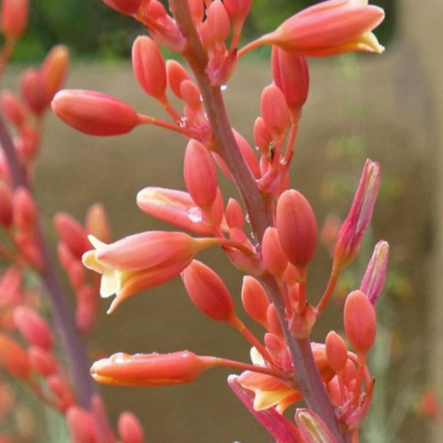 Texas Red Yucca Seeds | Hesperaloe parviflora | Hummingbird Attractor Xeriscaping Plant