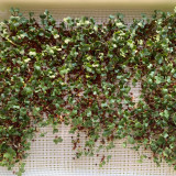 Clean Alfalfa Sprouting Seeds - Medicago sativa, Grow Nutritious Alfalfa Sprouts at Home
