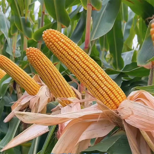 NK718 Corn Maize Hybrid Seeds - Zea mays, High-Yield Large Ear Maize, Lodging & Disease Resistant