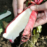 'Qishan Laobukang No.1' Water Radish Seeds - Raphanus sativus, Red Skin White Flesh Crisp Sweet Fruit Radish