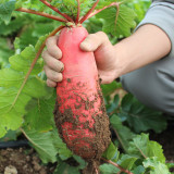 'Qishan Laobukang No.1' Water Radish Seeds - Raphanus sativus, Red Skin White Flesh Crisp Sweet Fruit Radish