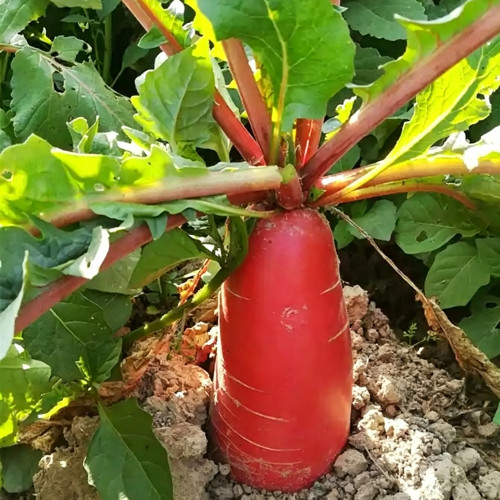 'Qishan Laobukang No.1' Water Radish Seeds - Raphanus sativus, Red Skin White Flesh Crisp Sweet Fruit Radish