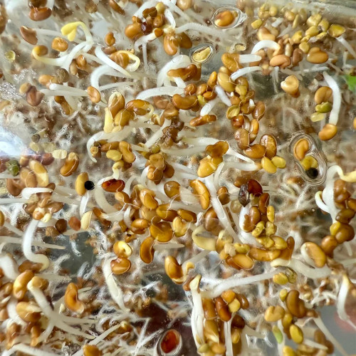 Clean Alfalfa Sprouting Seeds - Medicago sativa, Grow Nutritious Alfalfa Sprouts at Home