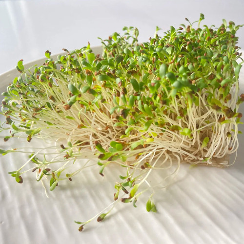 Clean Alfalfa Sprouting Seeds - Medicago sativa, Grow Nutritious Alfalfa Sprouts at Home