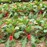 'Qishan Laobukang No.1' Water Radish Seeds - Raphanus sativus, Red Skin White Flesh Crisp Sweet Fruit Radish