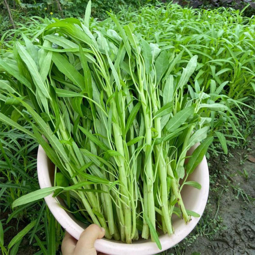 Willow Leaf Water Spinach Seeds - Ipomoea aquatica, Multi-Branch Kangkong, Fast Growing & Early Maturity