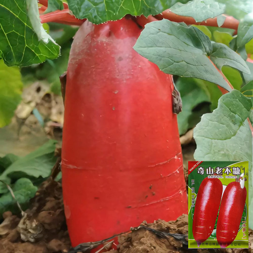 'Qishan Laobukang No.1' Water Radish Seeds - Raphanus sativus, Red Skin White Flesh Crisp Sweet Fruit Radish