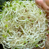 Clean Alfalfa Sprouting Seeds - Medicago sativa, Grow Nutritious Alfalfa Sprouts at Home