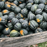 Acorn Squash Seeds - Cucurbita pepo, High Yielding Edible Seed Squash, Sweet Starchy Flesh, Ideal for Home Gardening