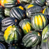 Acorn Squash Seeds - Cucurbita pepo, High Yielding Edible Seed Squash, Sweet Starchy Flesh, Ideal for Home Gardening