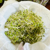 Clean Alfalfa Sprouting Seeds - Medicago sativa, Grow Nutritious Alfalfa Sprouts at Home