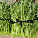 Willow Leaf Water Spinach Seeds - Ipomoea aquatica, Multi-Branch Kangkong, Fast Growing & Early Maturity