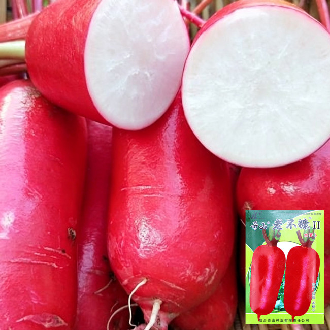 'Qishan Laobukang No.2' Water Radish Seeds - Raphanus sativus, Red Skin White Flesh Hybrid Variety, Easy to Cultivate