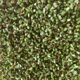 Clean Alfalfa Sprouting Seeds - Medicago sativa, Grow Nutritious Alfalfa Sprouts at Home