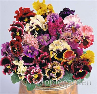 Ruffled Fringed Pansy Seeds | Unique Japanese Pansy for Indoor & Outdoor Ornamental Planting