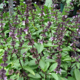 Licorice Basil Seeds – Ocimum basilicum var. thyrsiflora, Easy Grow Thai Herb, Ornamental & Culinary Basil
