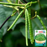 'Fenlüdou No.3' Mung Bean Seeds | Vigna radiata | High-Yield Drought-Tolerant Coarse Grain