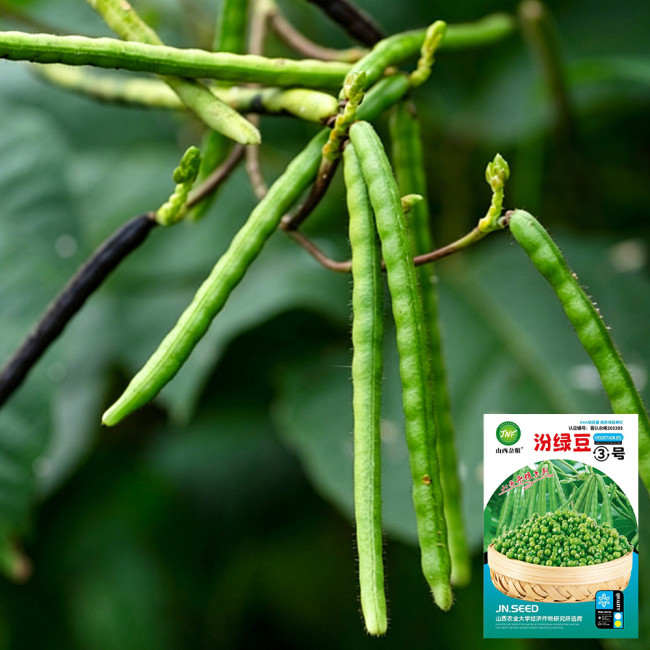 'Fenlüdou No.3' Mung Bean Seeds | Vigna radiata | High-Yield Drought-Tolerant Coarse Grain