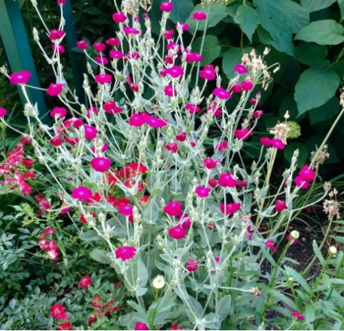 Silene coronaria Seeds | Rose Campion Silver Leaf Ornamental Flower